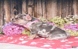 French Bulldog dogs for sale: Honey - Image 5