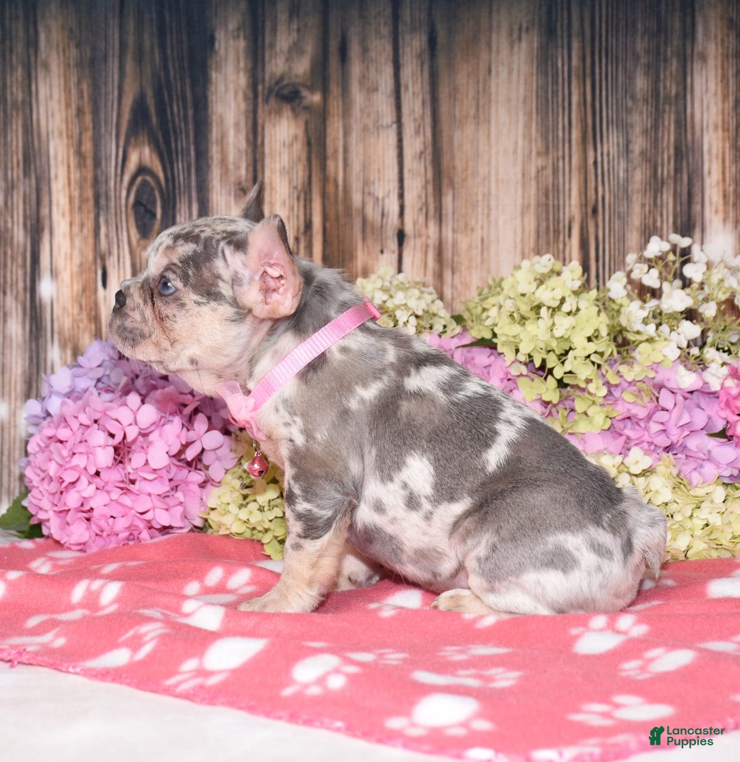 French Bulldog dogs for sale: Honey - Image 5