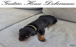 Doberman Pinscher dogs for sale: Green Collar Female - Image 2
