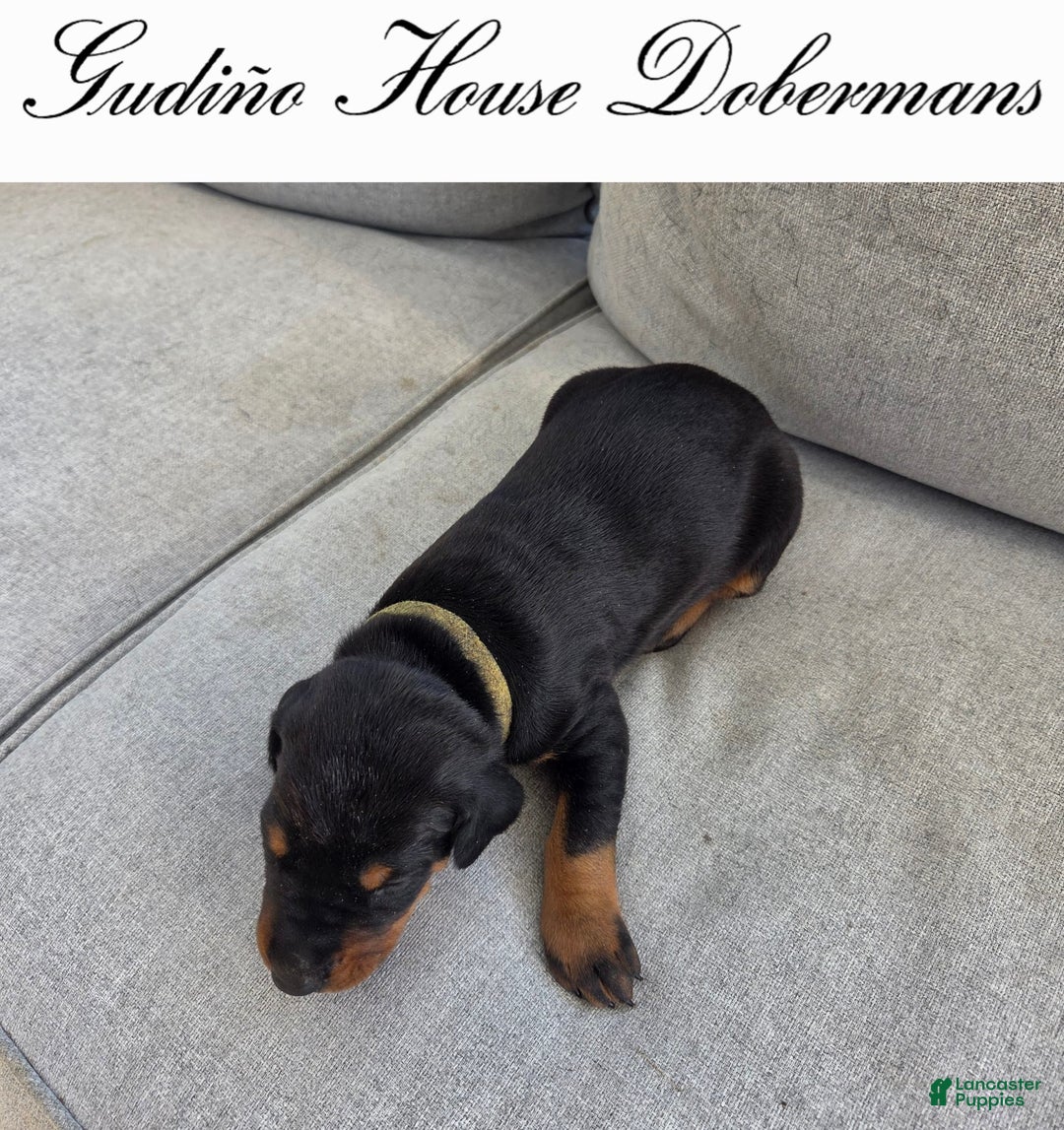 Doberman Pinscher dogs for sale: Green Collar Female - Image 2