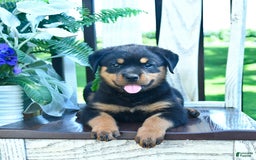 Rottweiler dogs for sale: Payton - Image 2