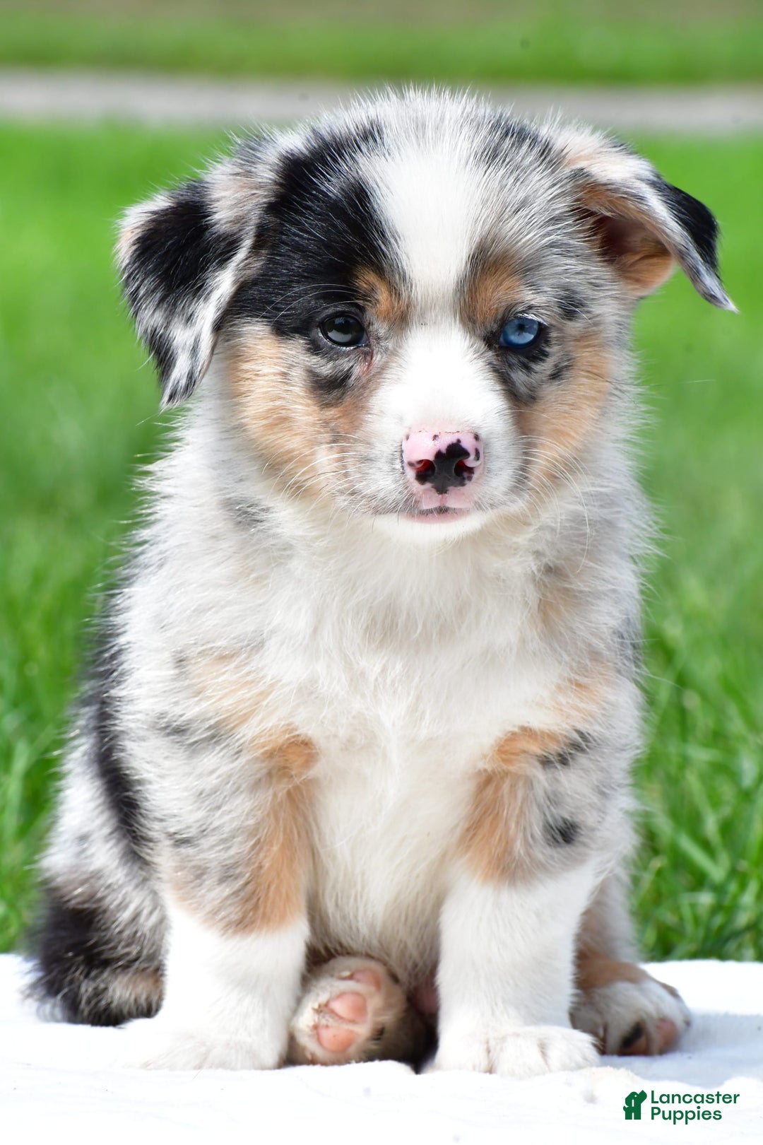 Australian Shepherd dogs for sale: Milo - Image 6