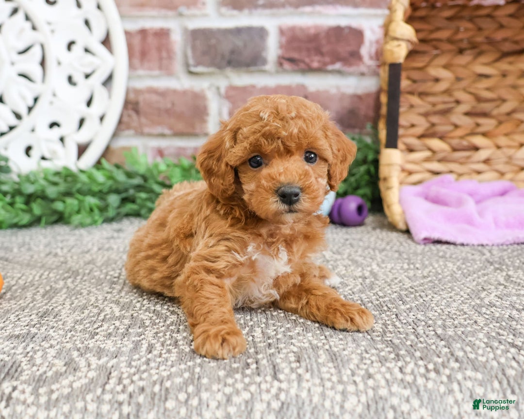 Miniature Poodle dogs for sale: Gabriela - Image 6
