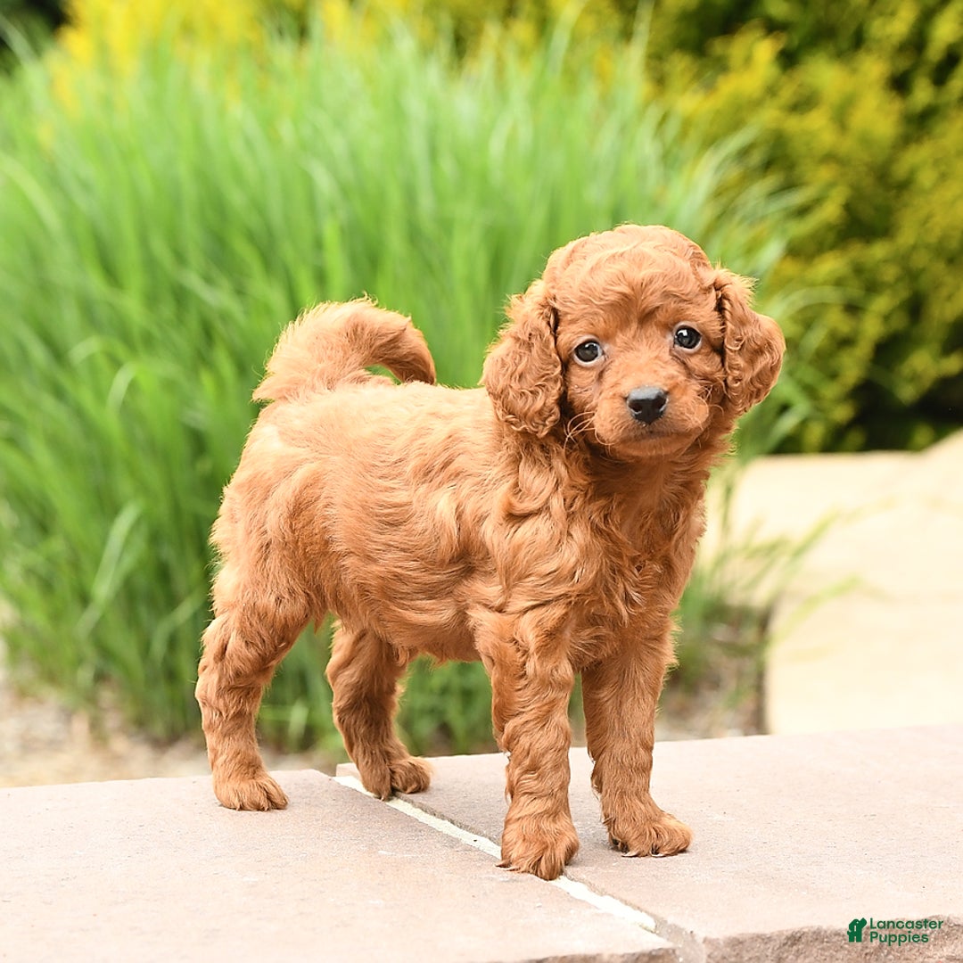 Cockapoo dogs for sale: Evan - Image 5