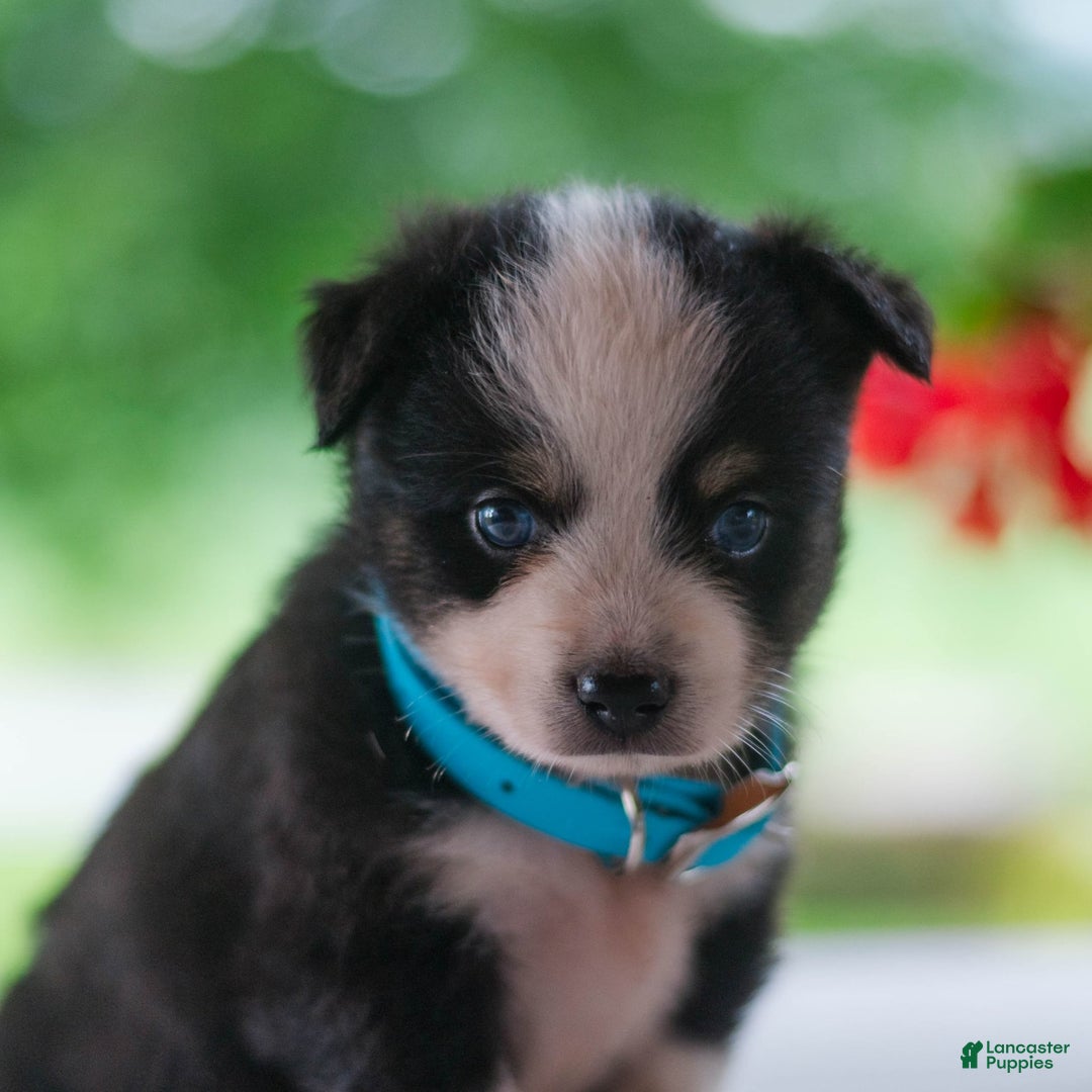 Miniature Australian Shepherd dogs for sale: Twinkle - Image 4