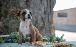 Boxer dogs for sale: Farah - Image 3