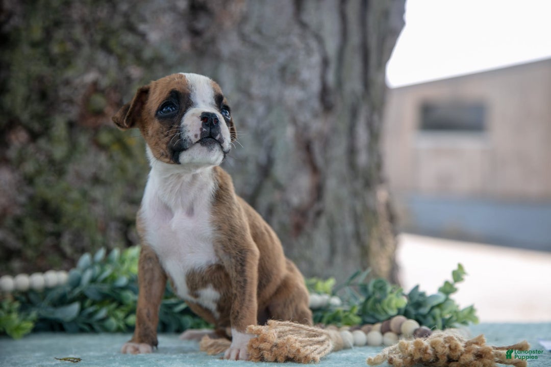 Boxer dogs for sale: Farah - Image 3