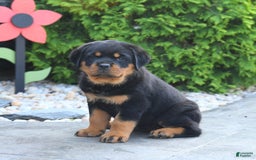 Rottweiler dogs for sale: Roxy - Image 3