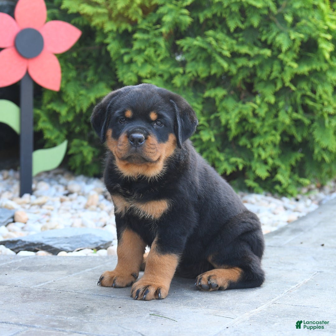 Rottweiler dogs for sale: Roxy - Image 3