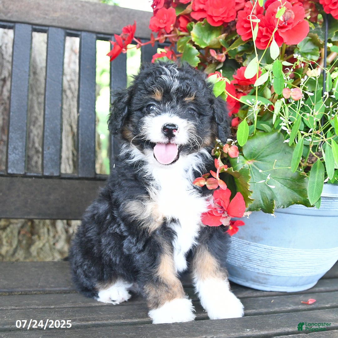 Mini Aussiedoodle dogs for sale: Abby - Image 1