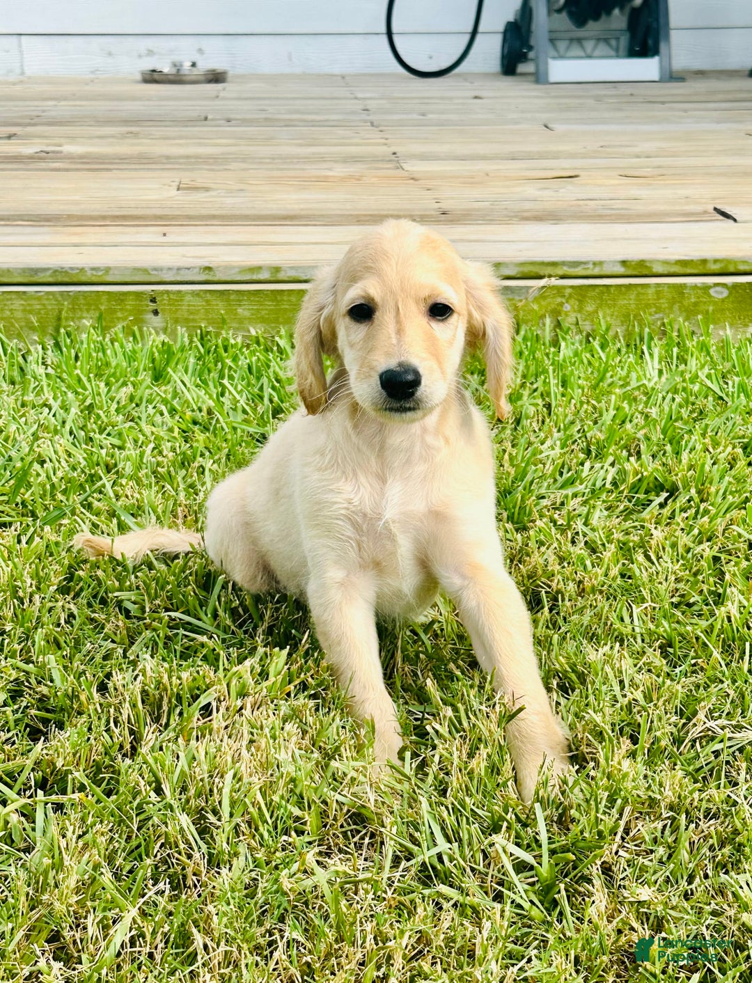 Goldendoodle dogs for sale: Ares - Image 3