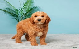 Mini Goldendoodle dogs for sale: Asher - Image 4