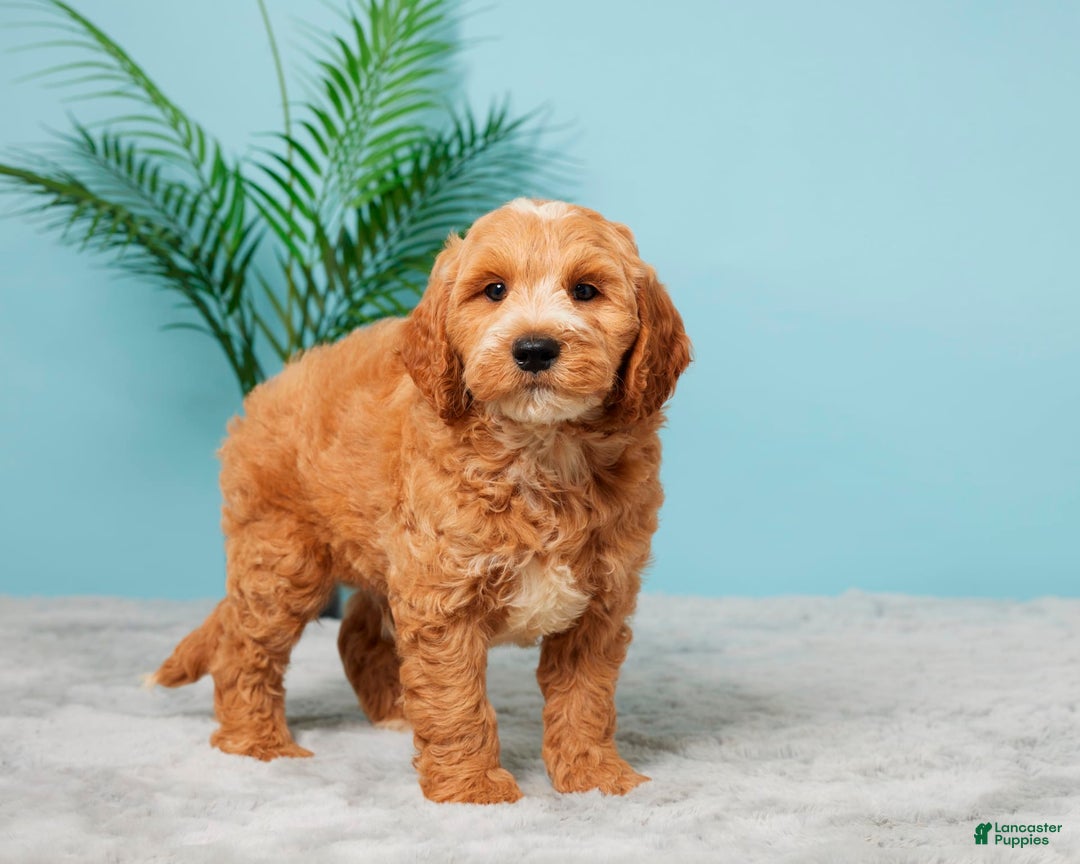 Mini Goldendoodle dogs for sale: Asher - Image 4