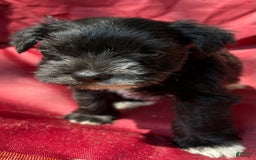 Miniature Schnauzer dogs for sale: Ellie - Image 13