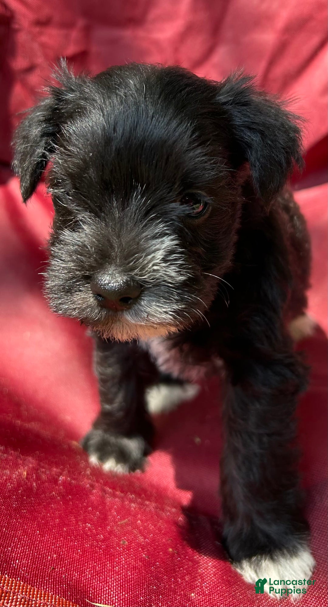 Miniature Schnauzer dogs for sale: Ellie - Image 13