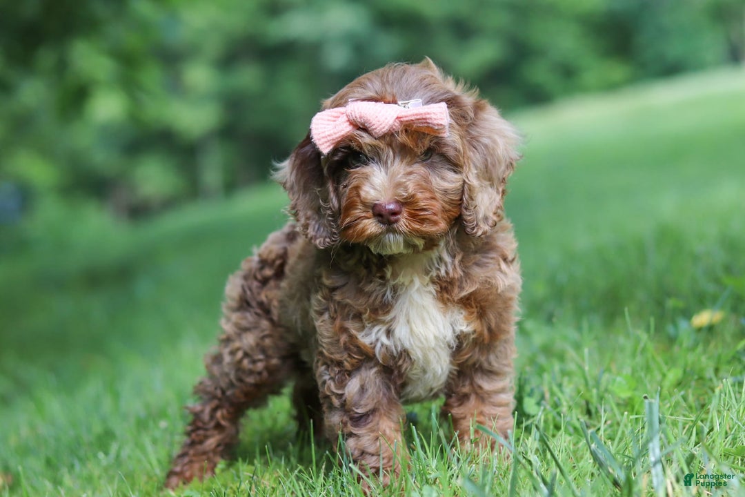 Cockapoo dogs for sale: Lila - Image 2