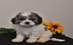 Cavapoo dogs for sale: Joey - Image 1