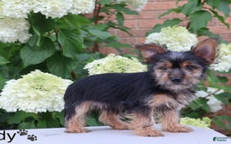 Yorkshire Terrier dogs for sale: Brady - Image 5
