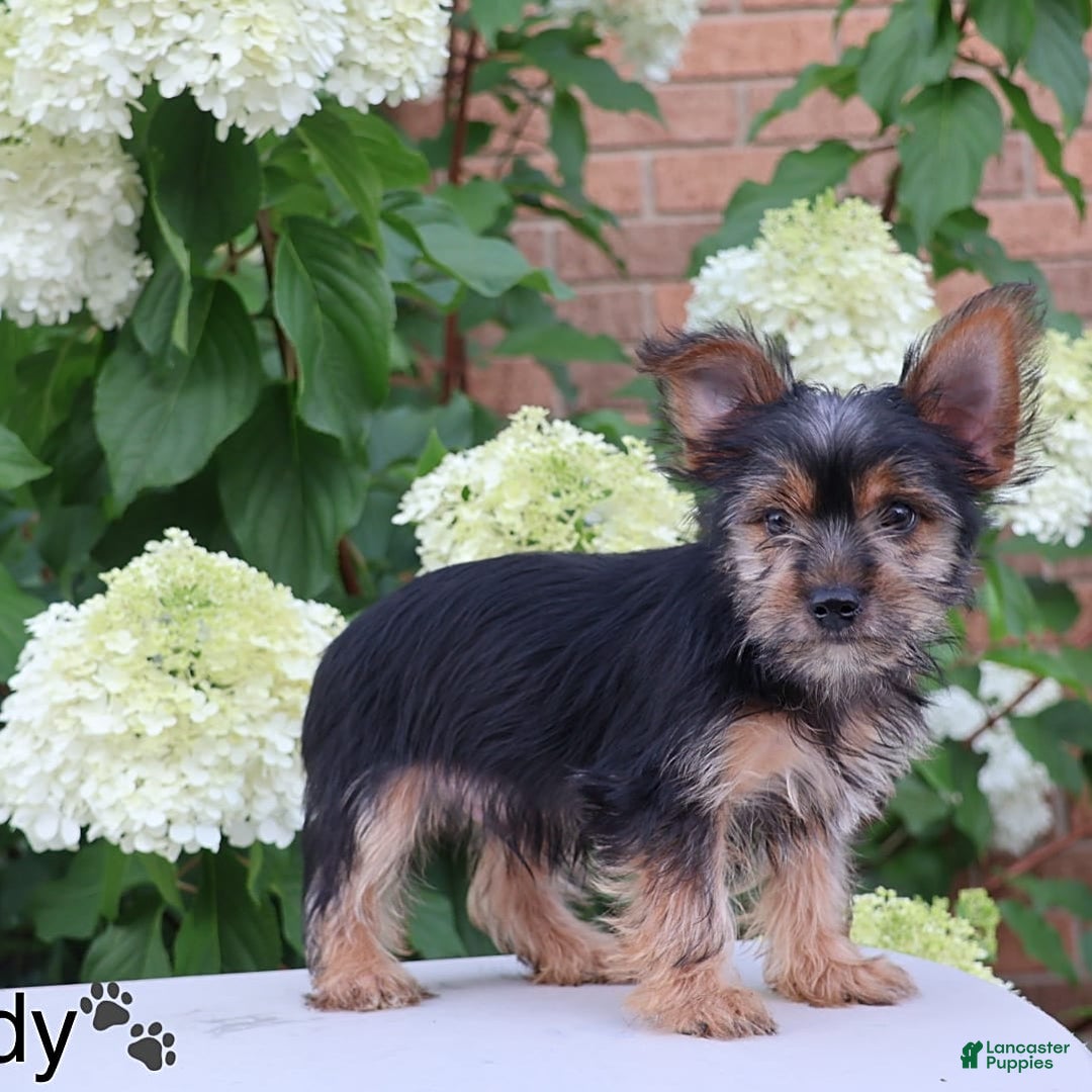 Yorkshire Terrier dogs for sale: Brady - Image 5