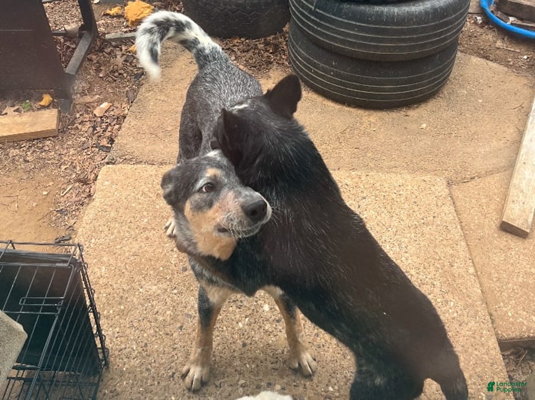 Australian Cattle Dog dogs for sale: Charlie - Image 6