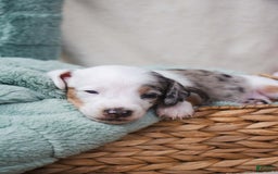 Doxiepoo dogs for sale: Bandit - Image 2