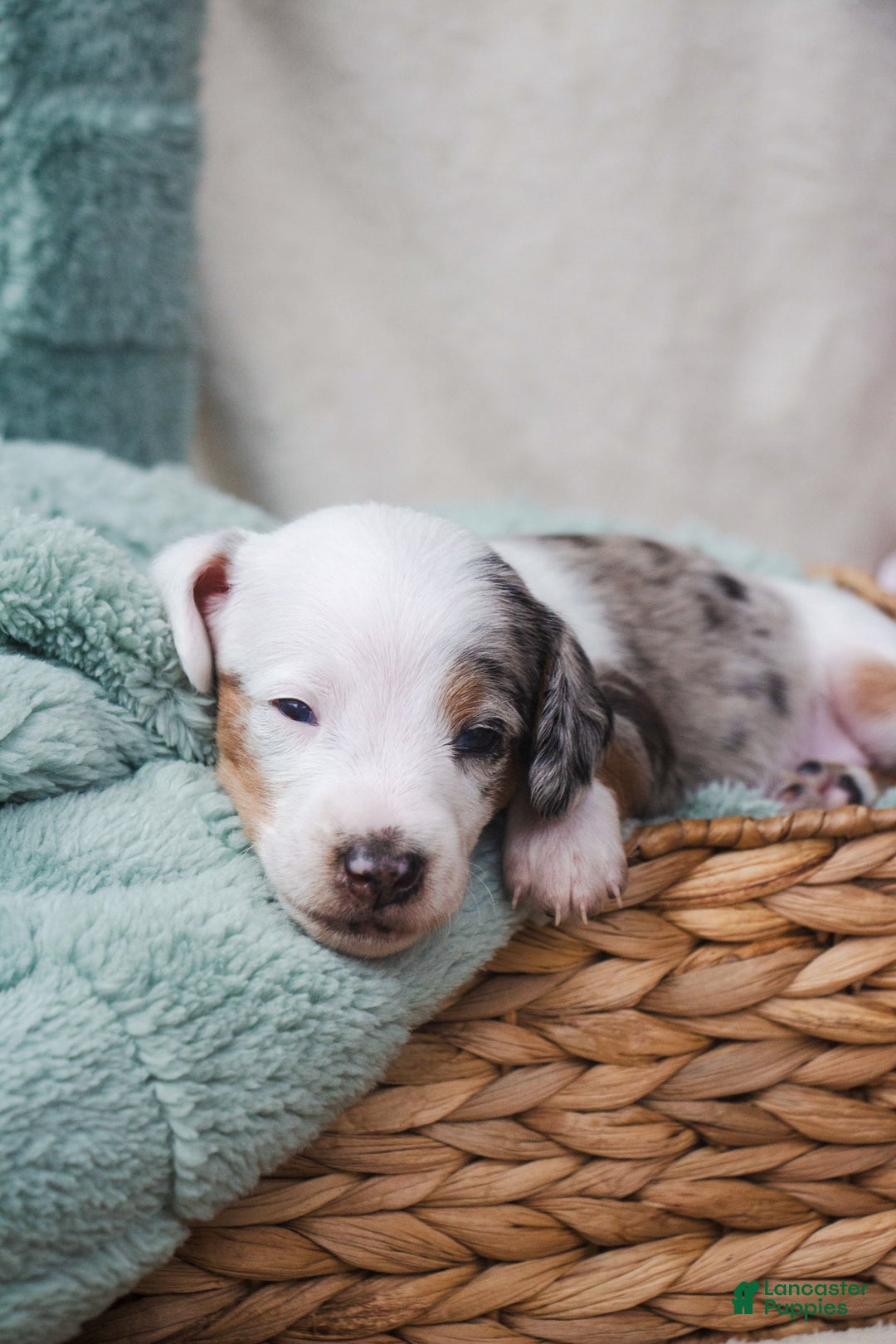 Doxiepoo dogs for sale: Bandit - Image 2