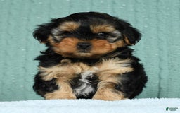 Yorkiepoo dogs for sale: Bella - Image 4