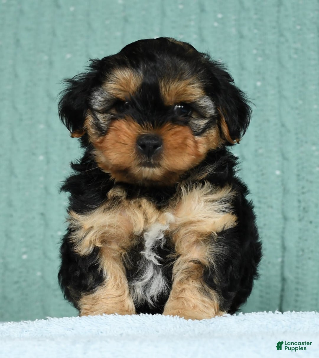 Yorkiepoo dogs for sale: Bella - Image 4