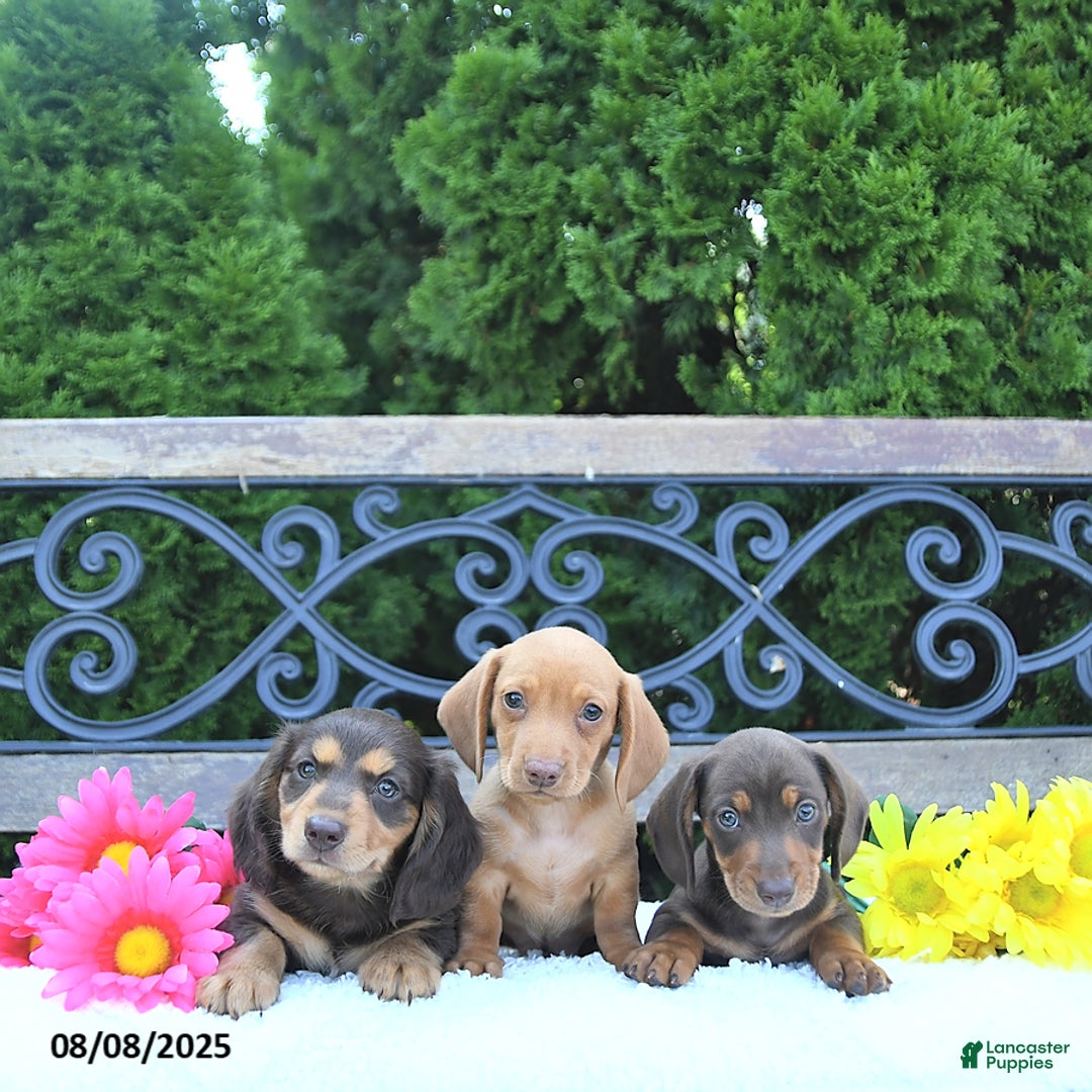 Miniature Dachshund dogs for sale: Ozzie - Image 3