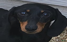 Miniature Dachshund dogs for sale: Shorty - Image 2