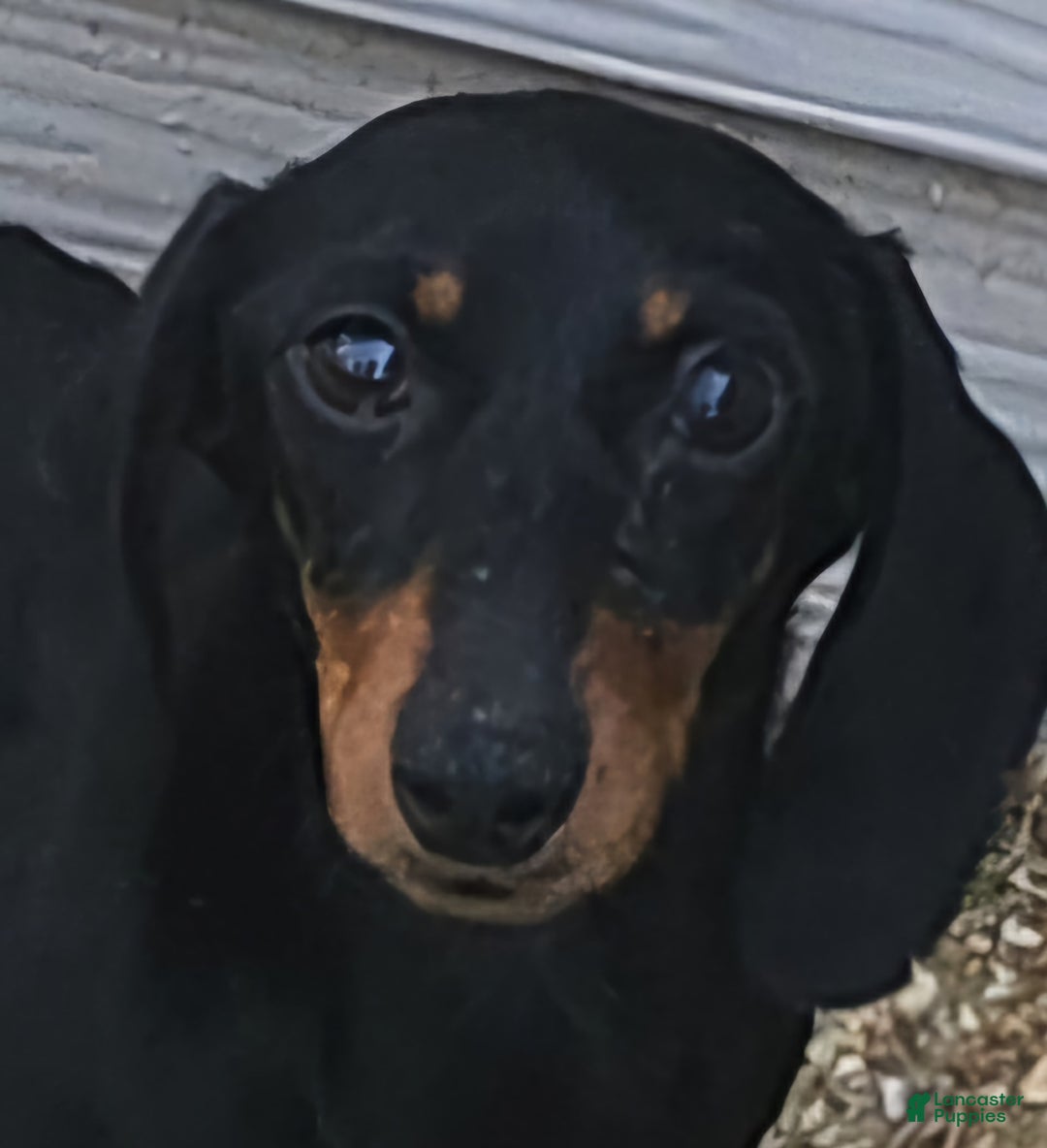 Miniature Dachshund dogs for sale: Shorty - Image 2