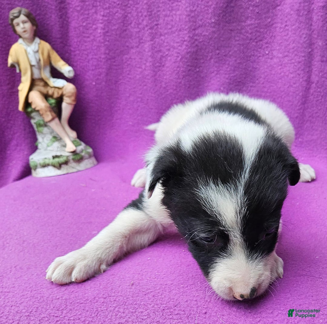 Border Collie dogs for sale: Fasti - Image 15