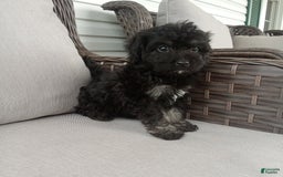 Havapoo dogs for sale: Jenny - Image 3