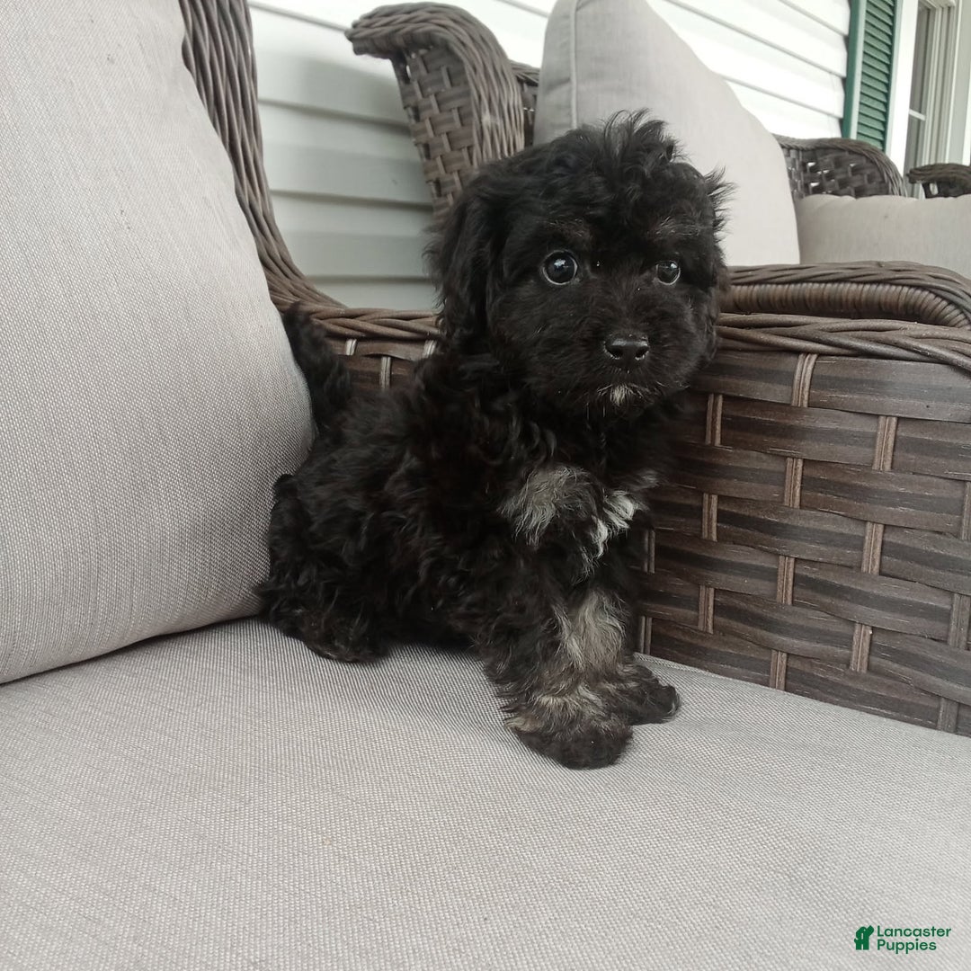 Havapoo dogs for sale: Jenny - Image 3