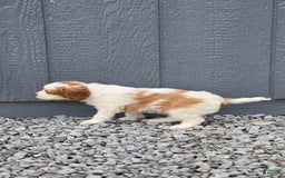 Cavapoo dogs for sale: Ellie - Image 6