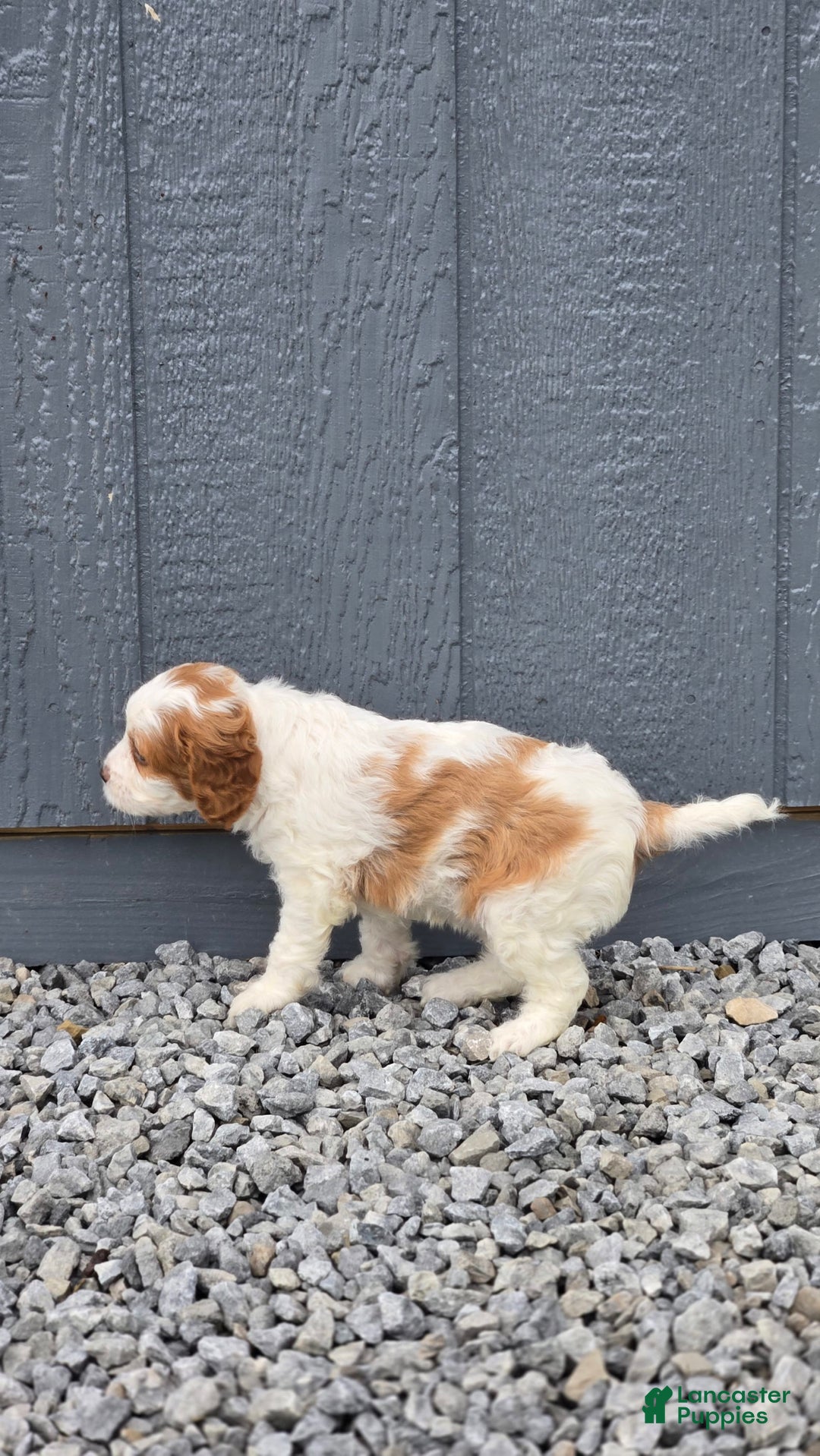 Cavapoo dogs for sale: Ellie - Image 6