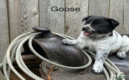 Australian Cattle Dog dogs for sale: Goose - Image 2