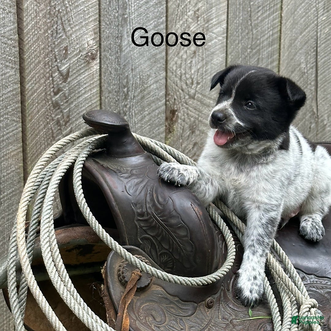 Australian Cattle Dog dogs for sale: Goose - Image 2