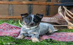 Australian Cattle Dog dogs for sale: Cream Sickle - Image 2
