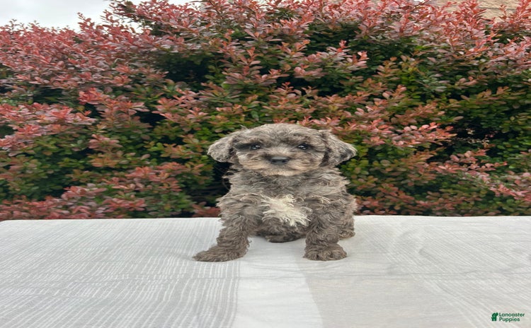 Miniature Poodle dogs for sale - Ad 2
