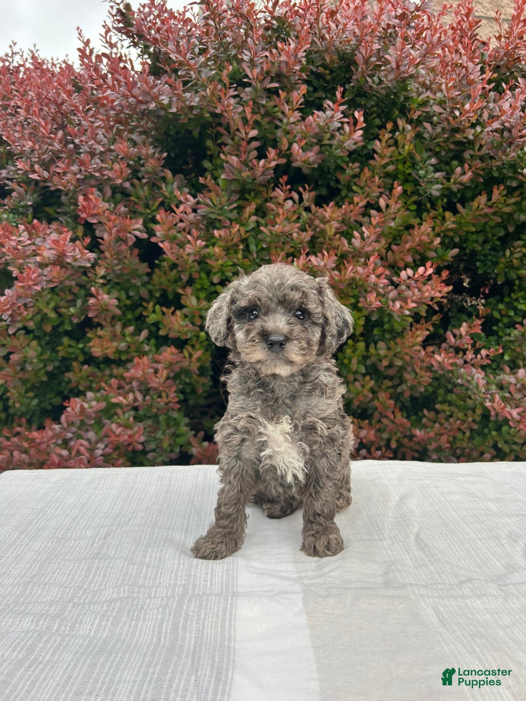 Miniature Poodle dogs for sale: Tasha - Image 1