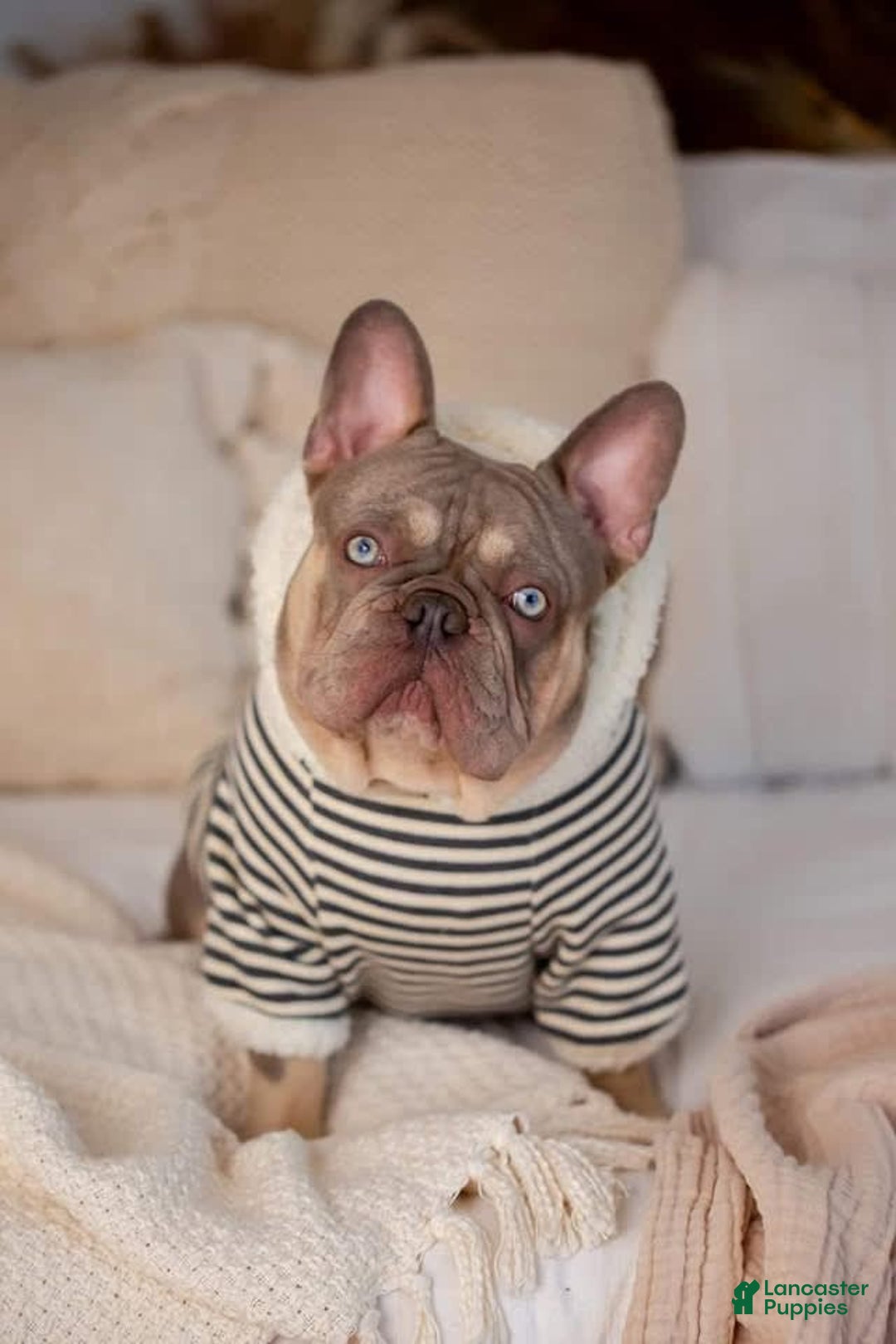 French Bulldog dogs for sale: Sunny - Image 5