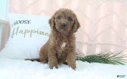 Goldendoodle dogs for sale: Trixie - Image 2