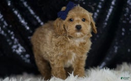 Maltipoo dogs for sale: Dakota - Image 4