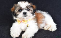 Shih Tzu dogs for sale: Logan - Image 8