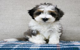Mini Bernedoodle dogs for sale: Luke - Image 13