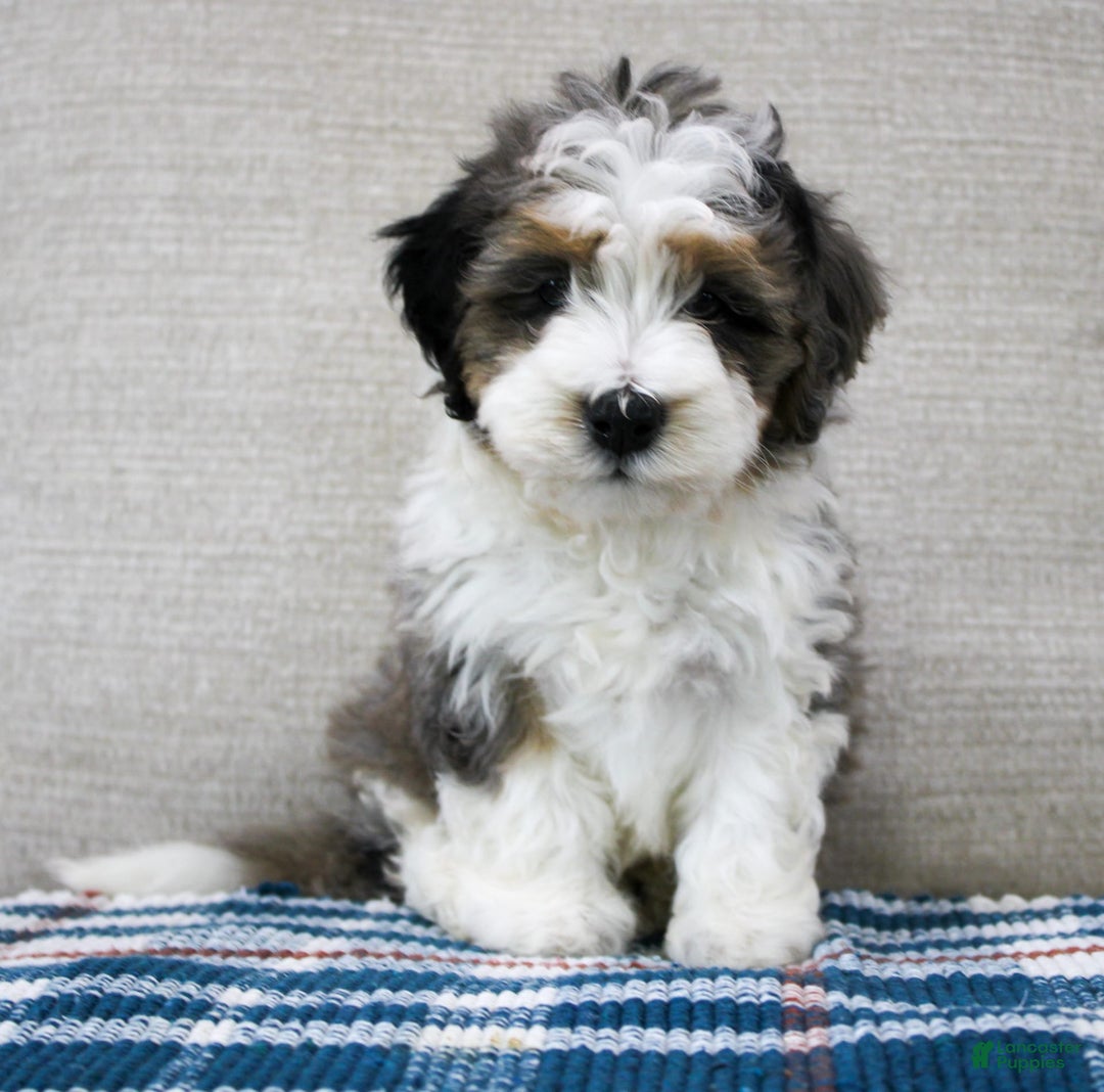 Mini Bernedoodle dogs for sale: Luke - Image 13