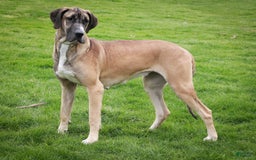 Great Dane dogs for sale: Lucy - Image 12