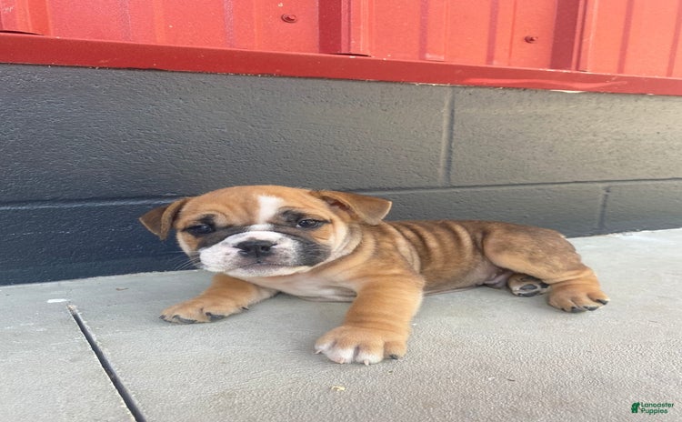English Bulldog dogs for sale - Ad 1