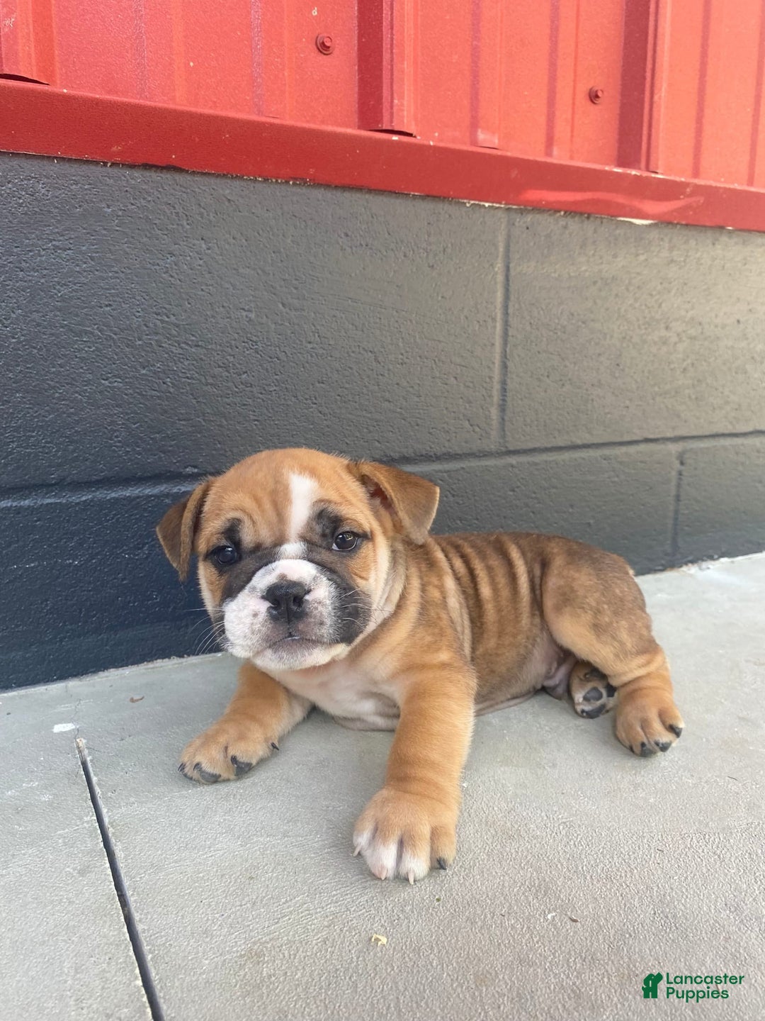 English Bulldog dogs for sale: Diesel - Image 1